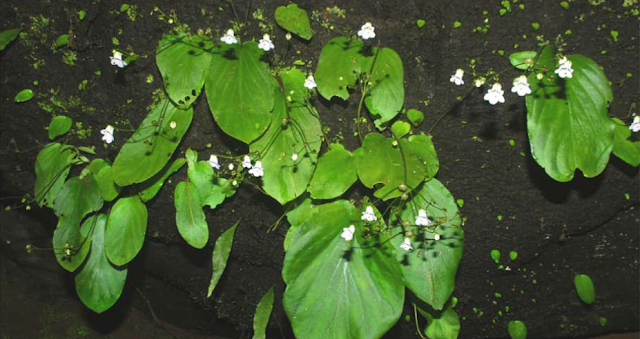 Gesneriaceae,Henckelia pradeepiana, new plant species, south Indian plant, Western Ghats, kerala, western ghat flora