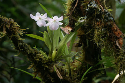 Miltoniopsis bismarckii care and culture