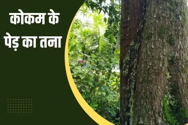 kokum tree trunk in hindi
