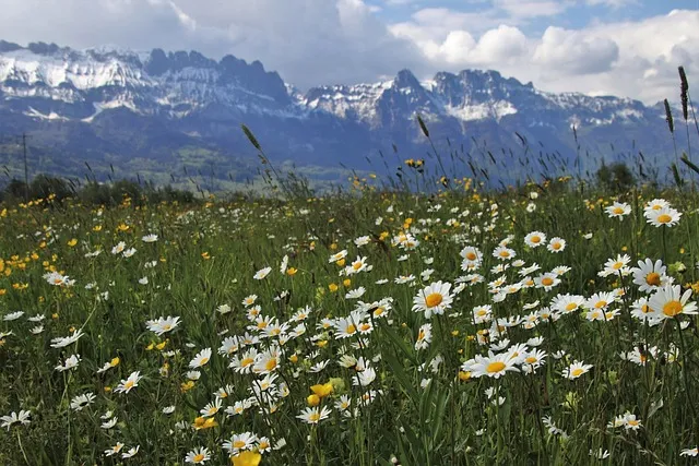 Vally-Of-Flower-Uttarakhand-india