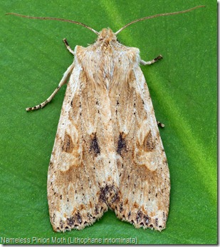 Nameless Pinion Moth (Lithophane innominata)