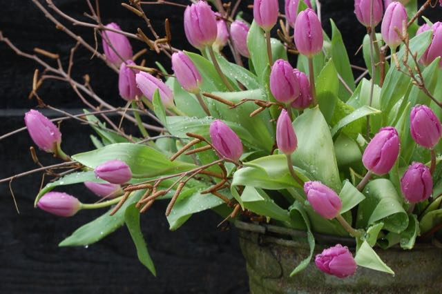 voorjaarstuin tulpen in de regen