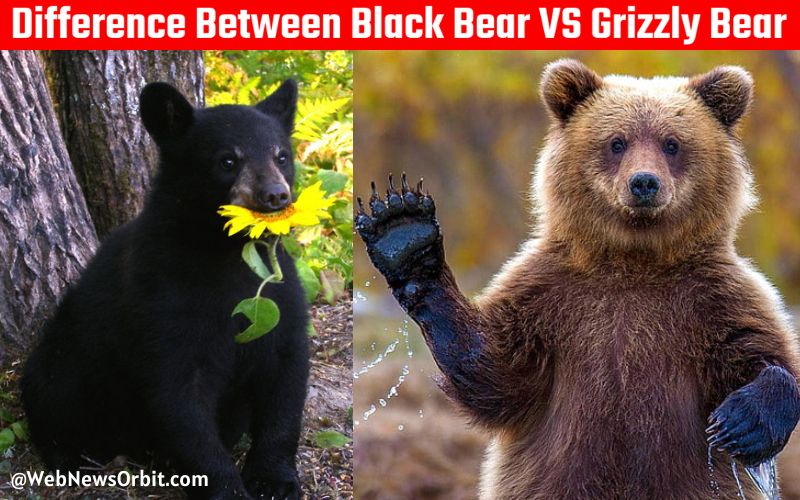 Unveiling the Distinctive Difference Between Black Bear and Grizzly Bear 1 - Web News Orbit