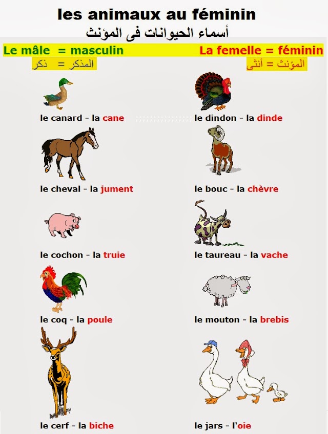 المذكر والمؤنث في اللغة الفرنسية Français le masculin et le féménin