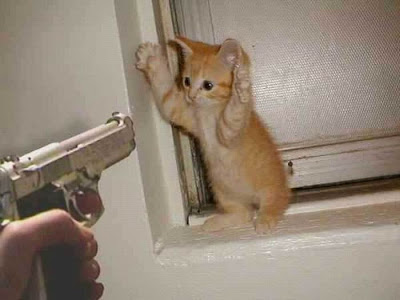 siopao, cat, cute, cute cat, pussy, funny, funny cat, funny pictures, funny pics, gun pointed at cat, gun at can