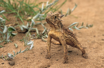 Horny Toad from Oklahoma