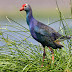 Purple Swamphen