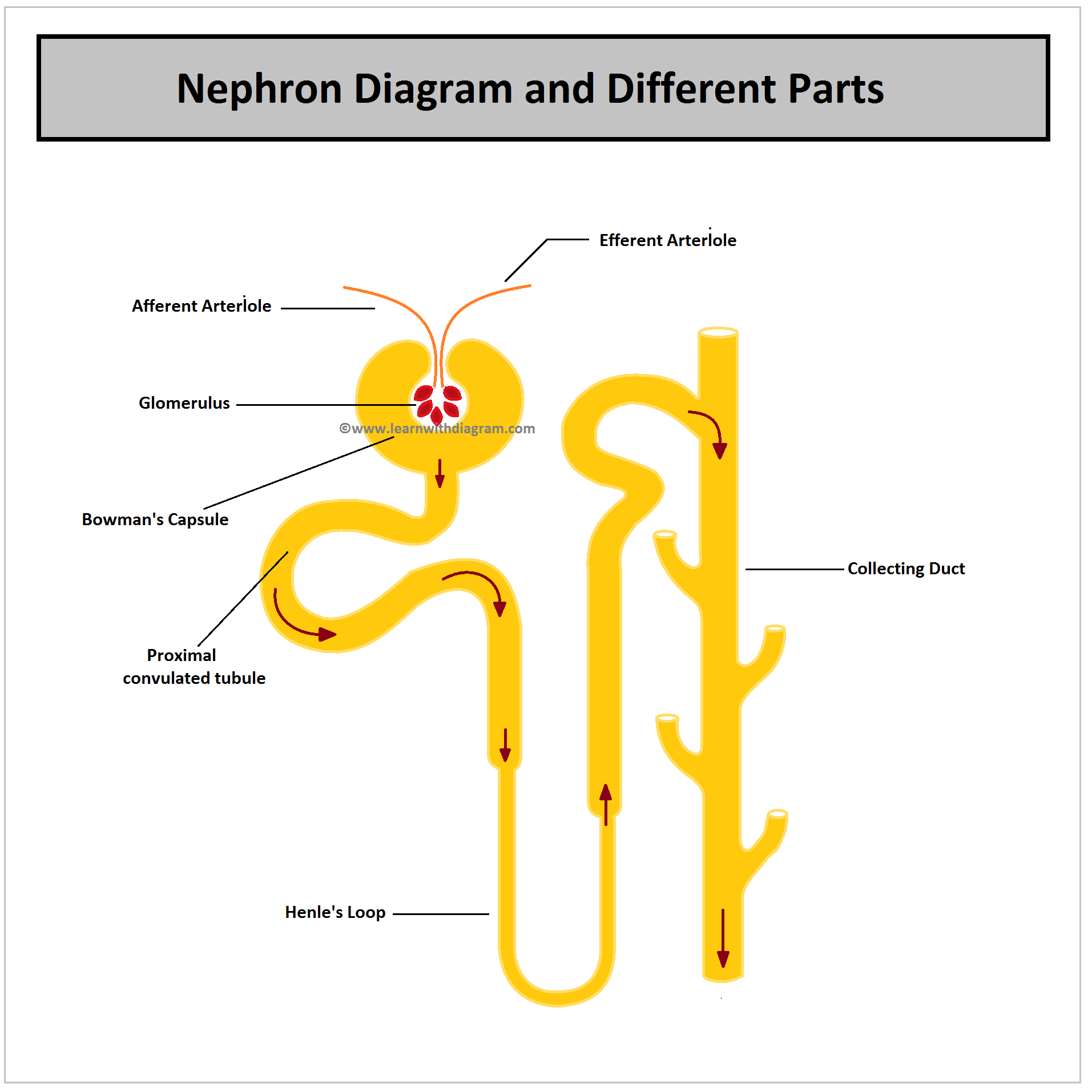 Nephron labelled Diagram, Diagram of nephron