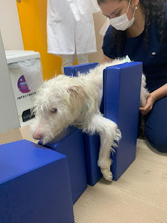 fisioterapia em cães