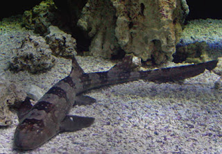 Brown Spotted Catshark