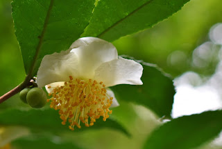 garden trees in Japan