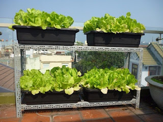 Kệ 2 tầng trồng rau sạch tại nhà