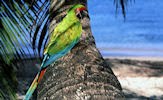 Wallpapers de pericos, loros y cotorros (7 aves de colores)