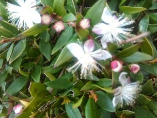 myrtus communis