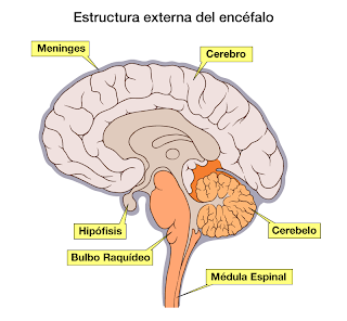 Resultado de imagen de partes del encefalo