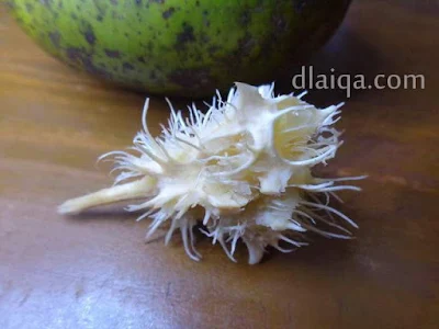 biji kedondong