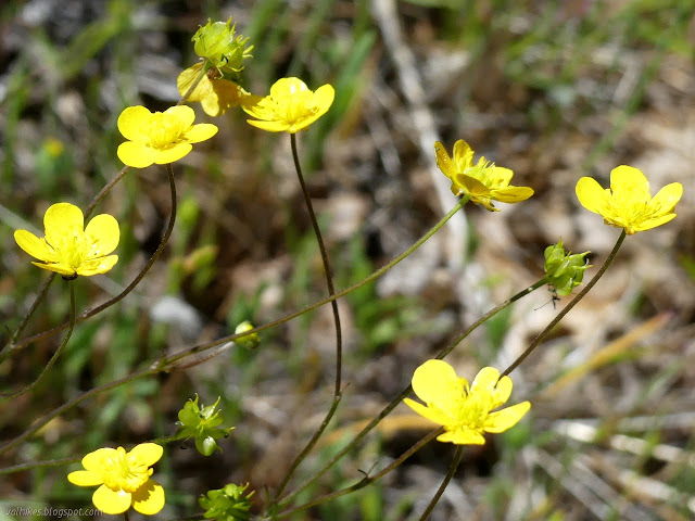 yellow flowers on delicate stems