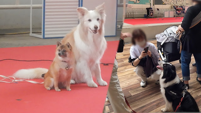 保護犬 ボーダーコリー トーマ ペテモフェス 葉菜 リィーナ