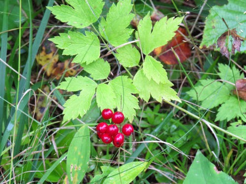 red baneberry