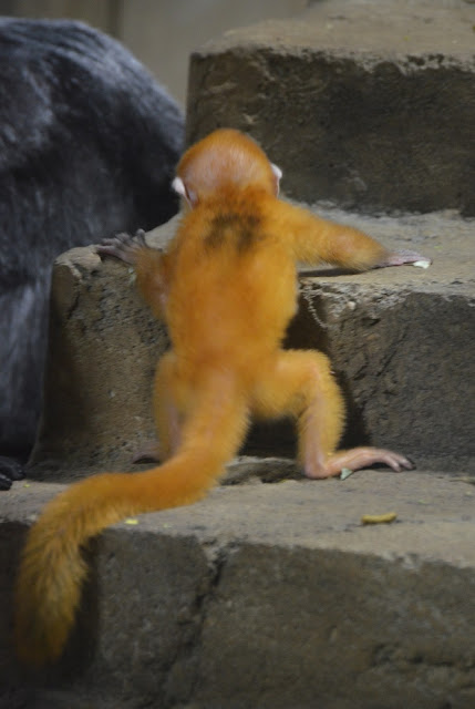 The baby silvered leaf langur stands on one step and reaches to the next.