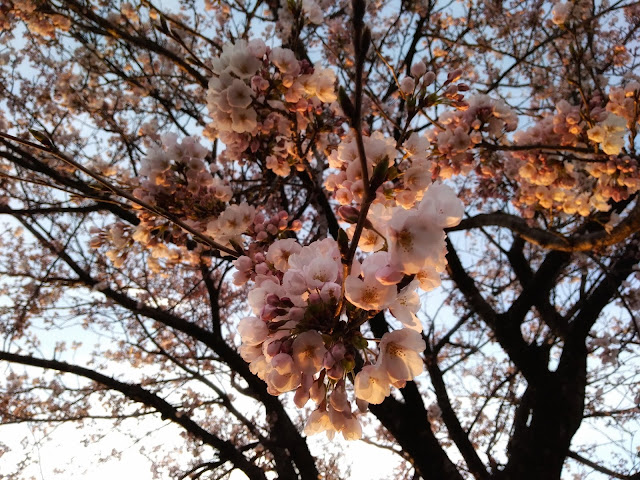 夕日と桜