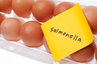 salmonela pada telur