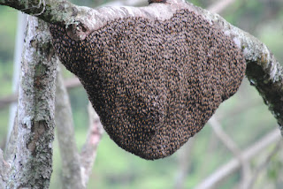 Bees Homes