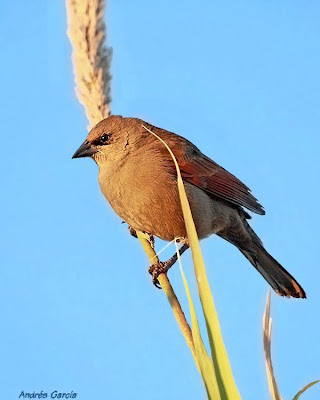 Bay winged Cowbird