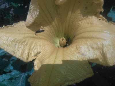 flor de calabaza