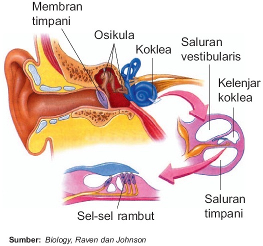 Indra Pendengaran pada Manusia Telinga  Struktur Fungsi 