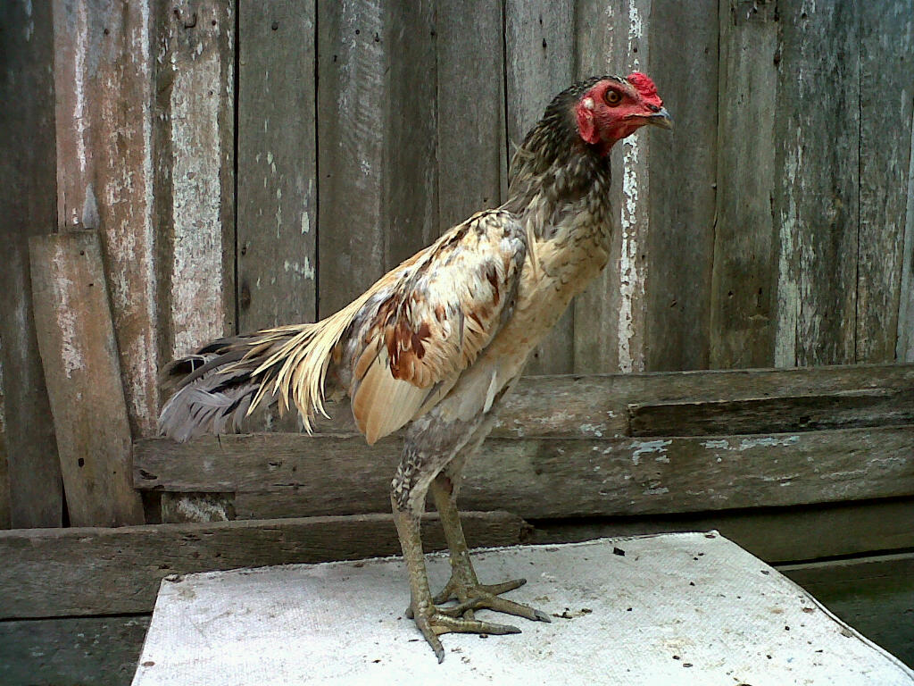  Ayam  Birma  2021 Ciri Ciri Ayam  Burma Asli yang Bagus 