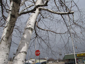 urban white birch tree