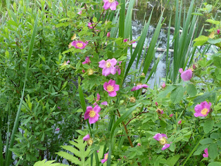 Rosier inerme - Rosa blanda - Rosier du Labrador 