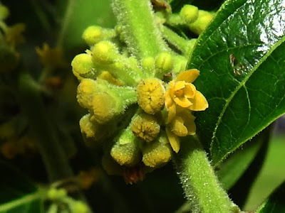 菲律賓饅頭果的雌花