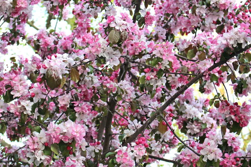 London spring trees - UK lifestyle blogger