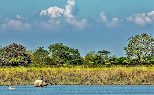 Kaziranga National Park