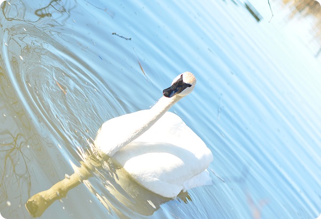swan copy
