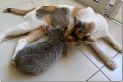 mother cat and kitten