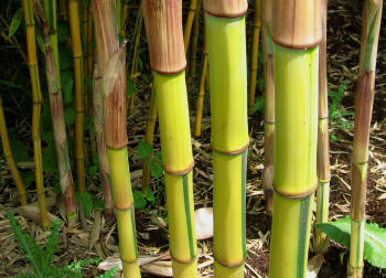 Bamboo Types6