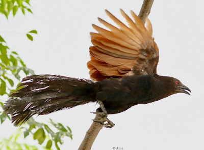 Greater Coucal