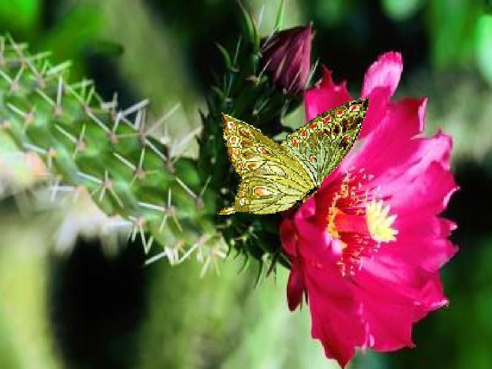 borbolena-na-flor-cactos1.jpg