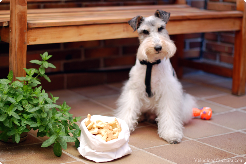 Galletas crakers para perros - VelocidadCuchara.com