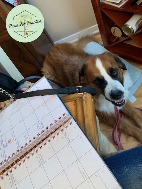 Hanging with Hazel: The ups and downs of working from home