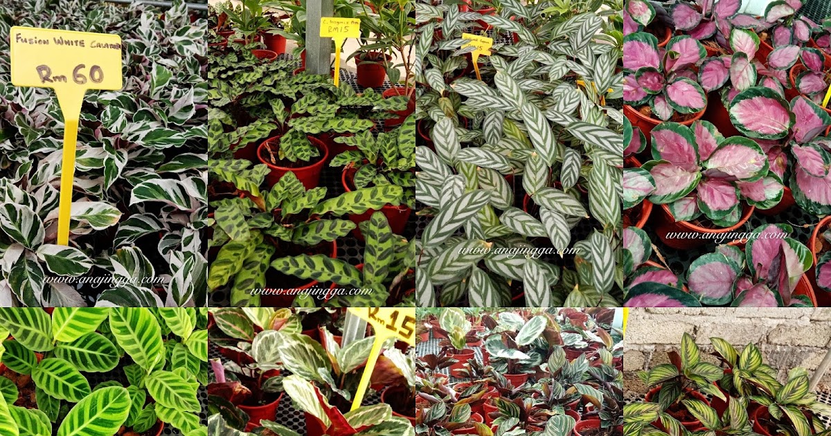 Cara tanam , penjagaan dan jenis-jenis pokok calathea