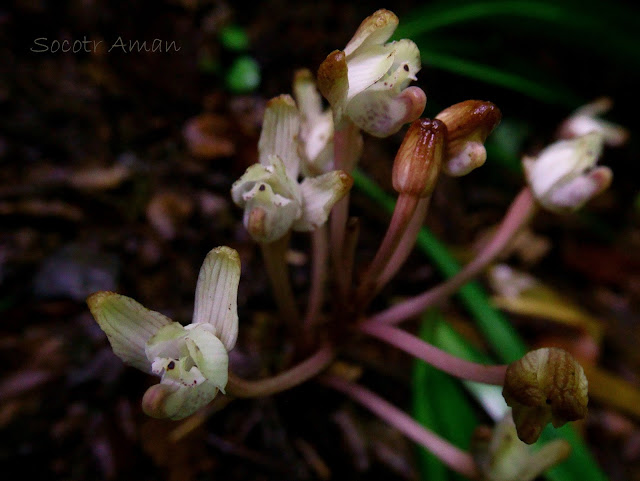 Yoania amagiensis