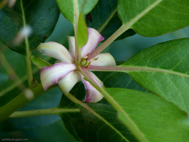 leaf bud petals