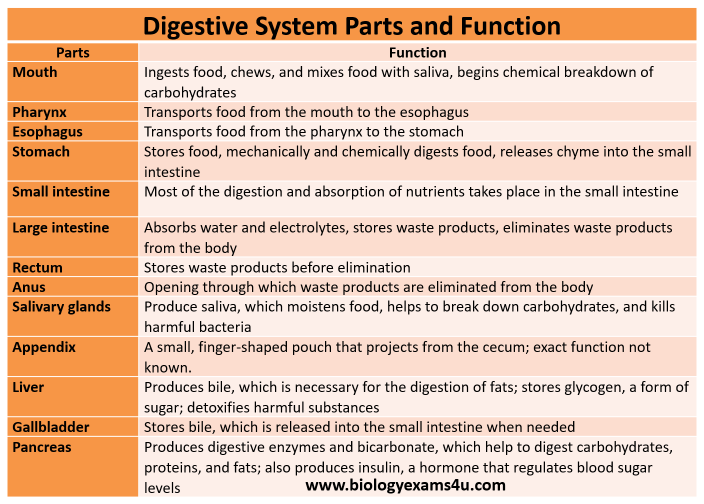 Digestive System Parts and Function Summary Table