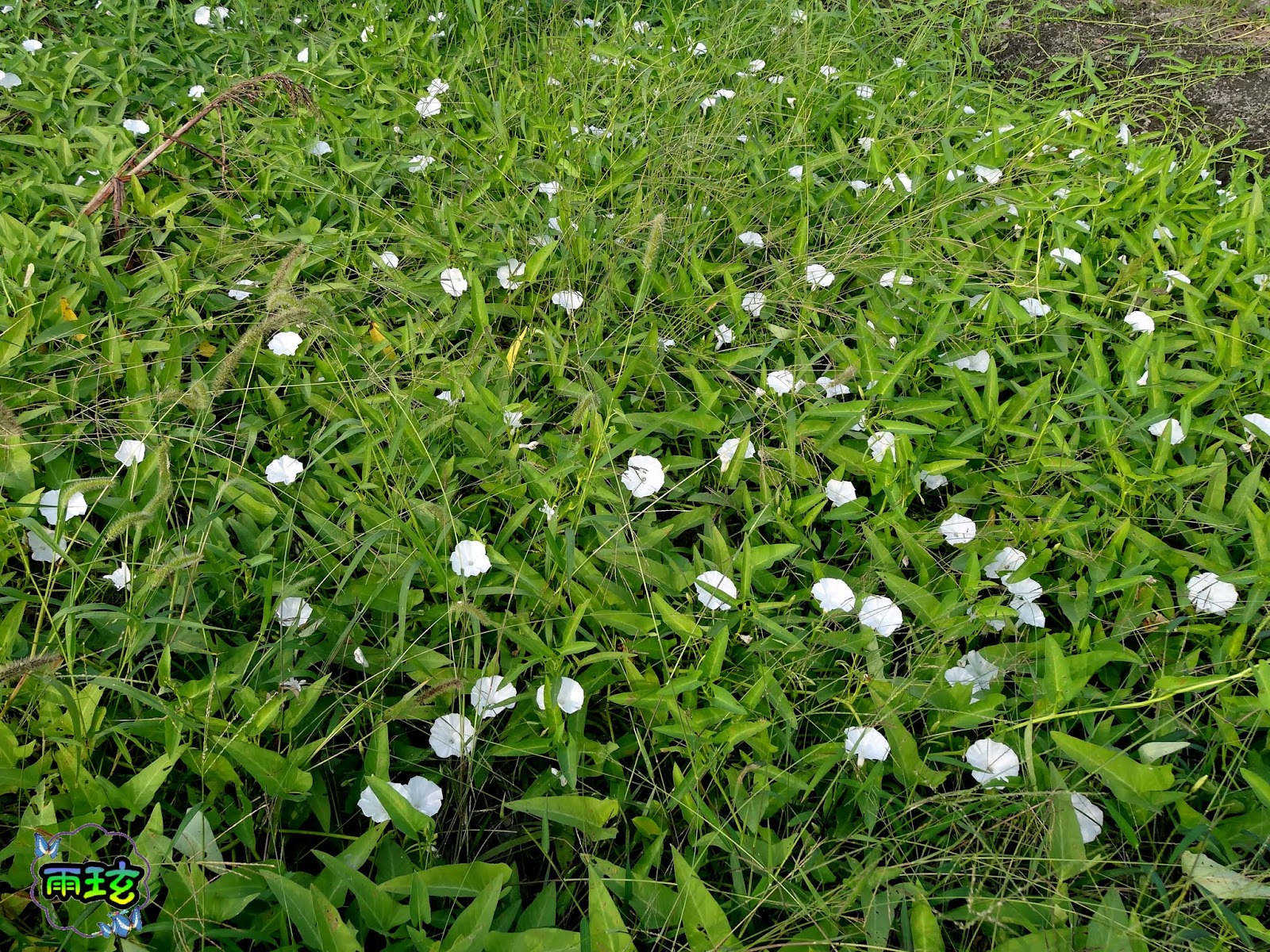 蕹菜 空心菜 雨玹 隨意窩xuite日誌