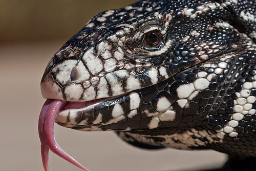 25 Gambar luar biasa Hewan  Reptil  Kadal Ular Buaya 