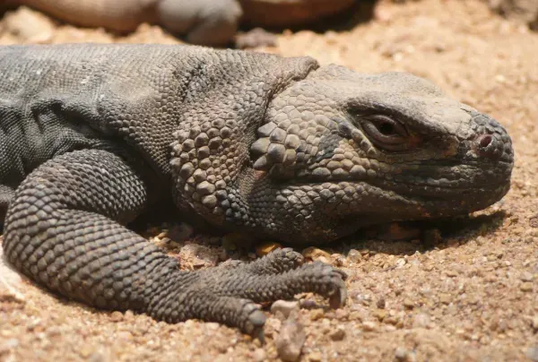 شمال تشوكوالا Northern Chuckwalla